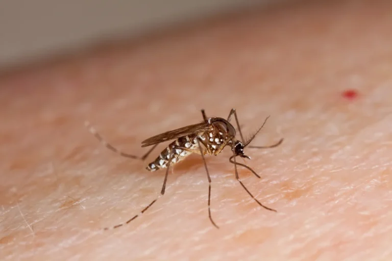 Haryana dengue cases rise 58% in 20 days; Gurgaon tops the tally
